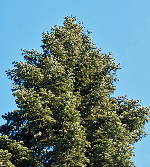 Weißtanne Steckbrief, Fortpflanzung, Nutzung und Besonderheiten