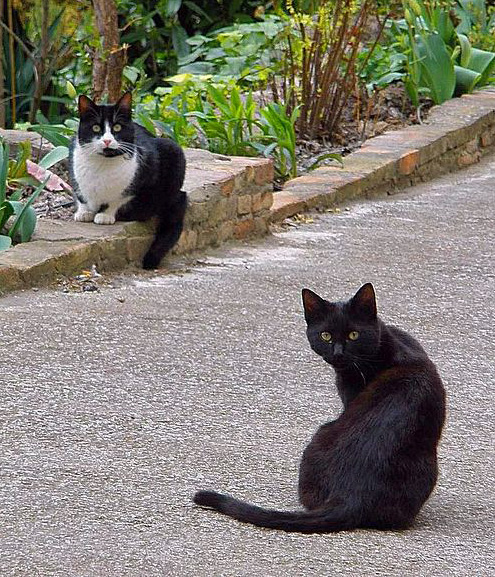 Katzeneinzug Gewöhnung An Andere Haustiere Tierfreund