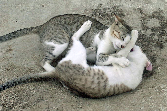 Wie Spielen Zwei Katzen Miteinander