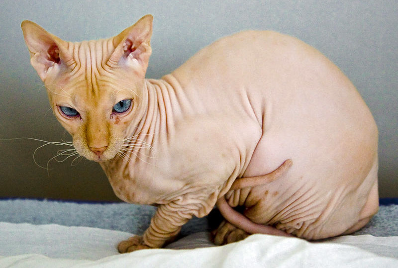 Sphynx Katze Rassebeschreibung Geschichte Wesen Und Haltung