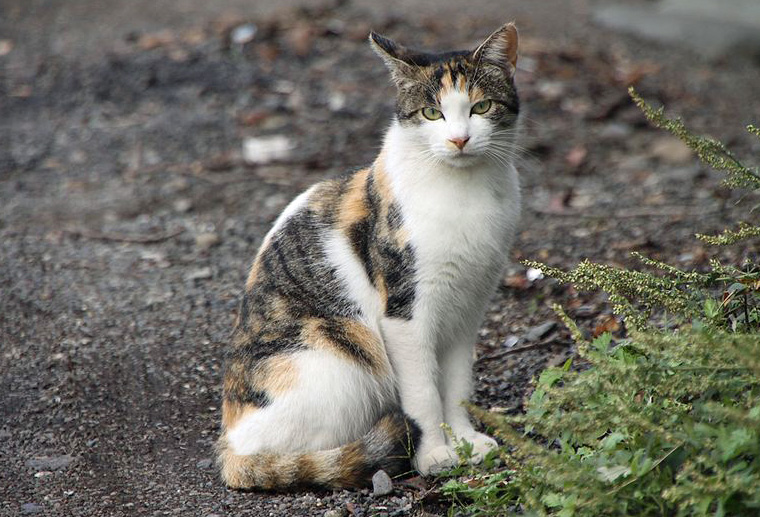 Weiße Katzen Katzengenetik Vererbung Der Fellfarben Und