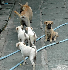 Straßenhunde in Bangkok