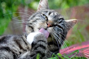 die Pflege des Fell übernehmen Katzen meist selbst