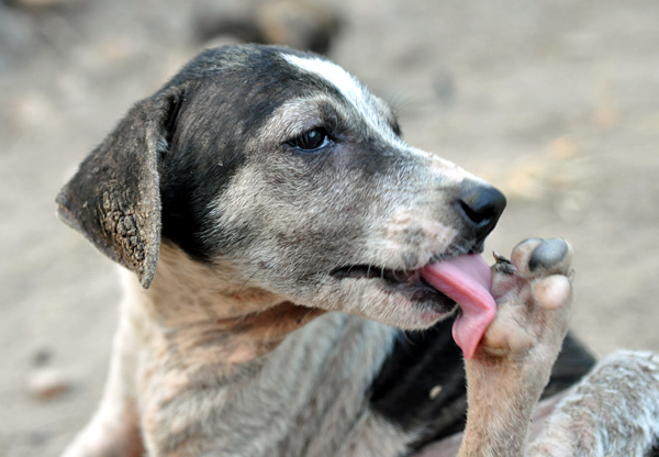 beim Hund - Tierfreund