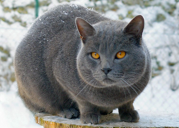 Die Fellfarben Der Katze Tierfreund