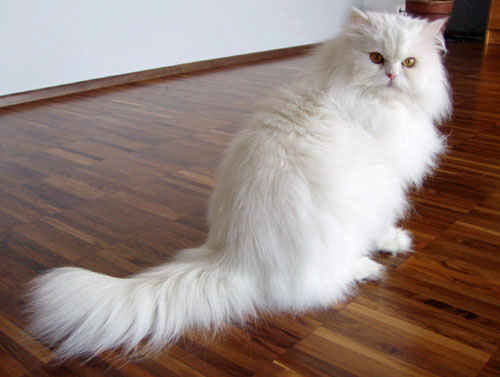 Persische Katze Weiß Kaufen