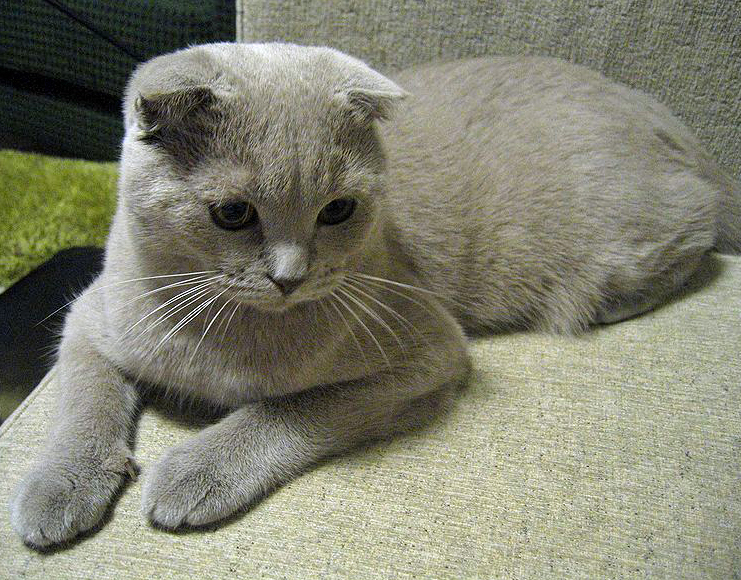 Scottish Fold Rassebeschreibung Geschichte Wesen Und Haltung