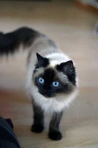 Ragdoll Katze Haltung