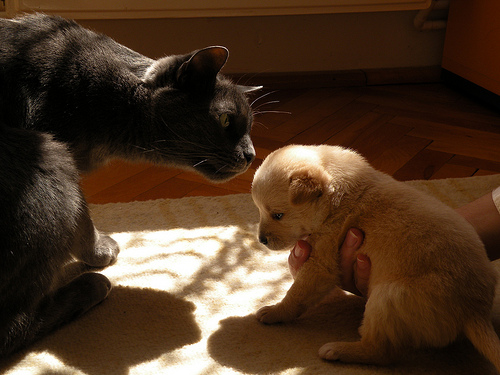 Welpe Und Katzen Aneinander Gewöhnen