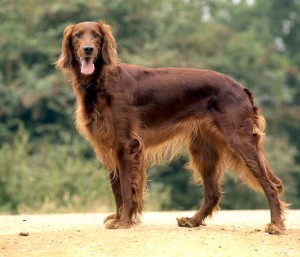 Irish Setter