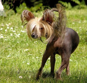 Chinese Crested