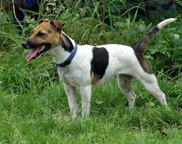 kurt russell terrier