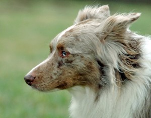 Australian Shepherd