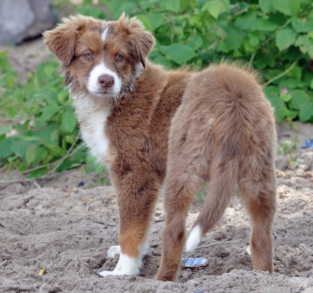 77+ Australian Shepherd Rottweiler Mix Puppy