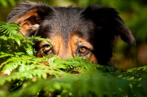 passt ein Hund zu mir?