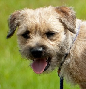 Border Terrier