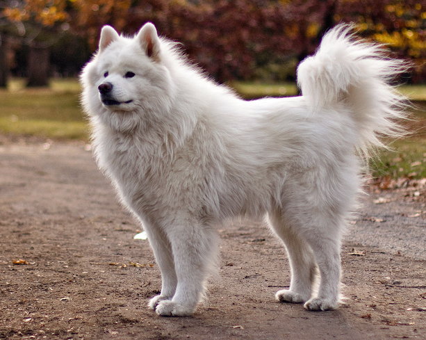 samoyed deutsch