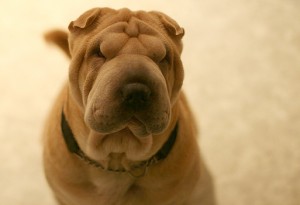 Shar Pei