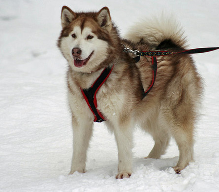 Komedieserie Skærm åbning Alaskan Malamute: Rassebeschreibung, Wesen, Haltung und Pflege