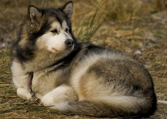 Komedieserie Skærm åbning Alaskan Malamute: Rassebeschreibung, Wesen, Haltung und Pflege