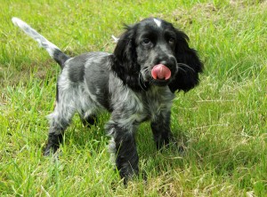 Cocker Spaniel