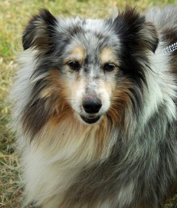 Sheltie