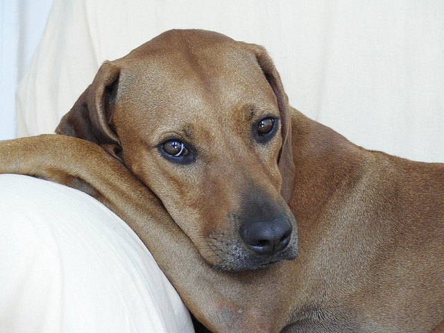 Rhodesian Ridgeback Rassebeschreibung Wesen Haltung Und