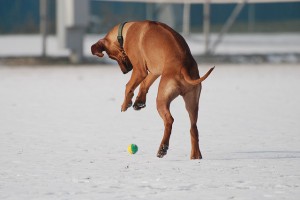 Rhodesian Ridgeback