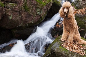 Coooper in the Gatineau park