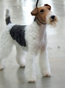 Foxterrier