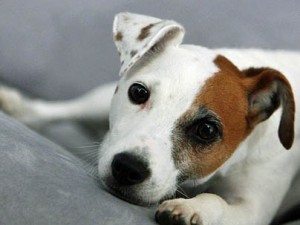 Jack Russell