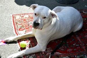 Dogo Argentino