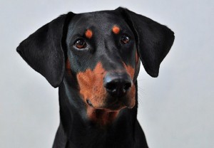 Dobermann