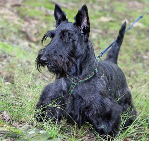 Scottish Terrier