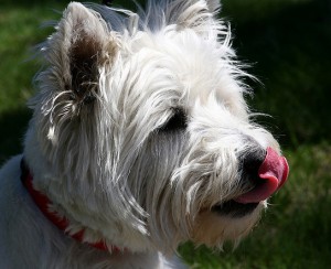 West Highland White Terrier