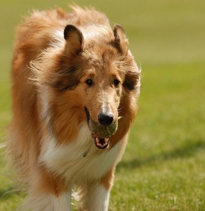 Collie