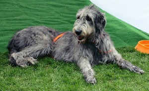 Irish Wolfhound