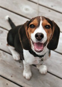 junger Beagle