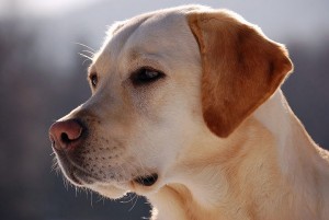 Labrador