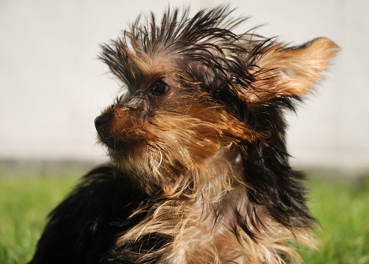 Mini yorkshire terrier welpen kaufen