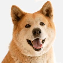Akita Inu Rassebeschreibung Wesen Haltung Und Pflege