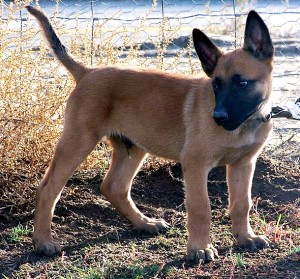 Malinois