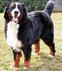 Berner Sennenhund Rüde