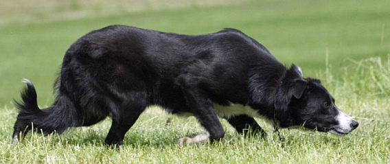 Border Collie Rassebeschreibung Wesen Haltung Und Pflege