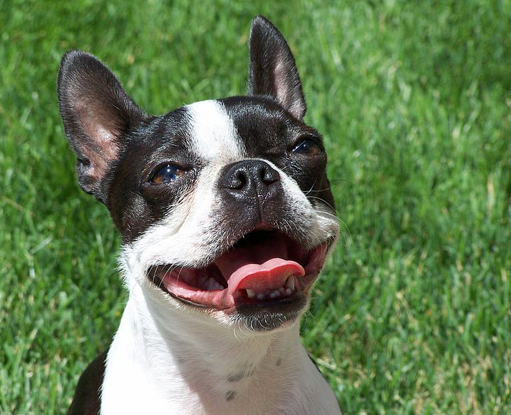 Boston Terrier Rassebeschreibung Wesen Haltung Und Pflege