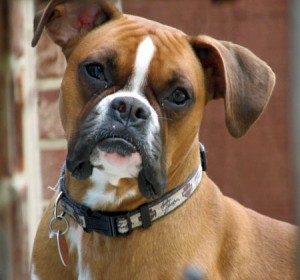 Boxer Hund