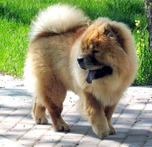 Chow Chow