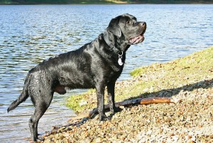 der Labrador in seinem Element