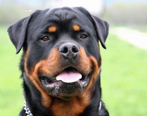 Rottweiler