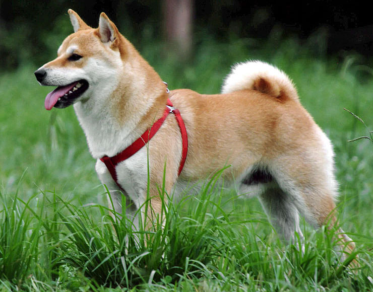 Shiba Inu Rassebeschreibung Wesen Haltung Und Pflege